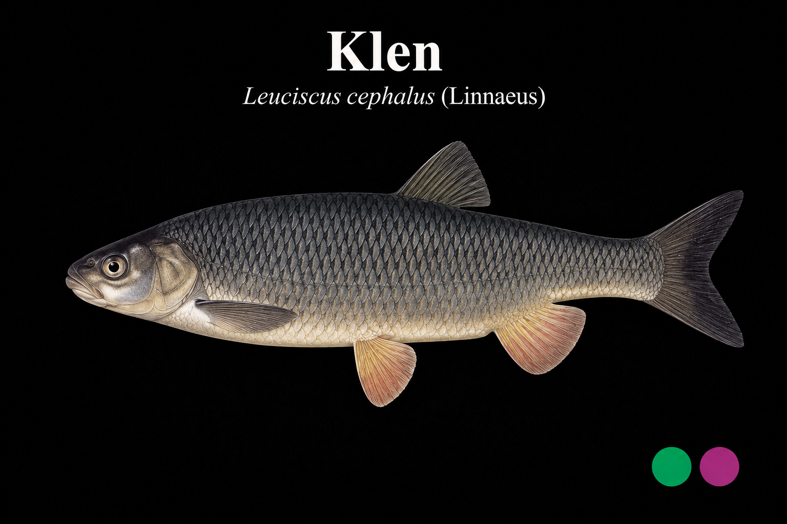 Klen
