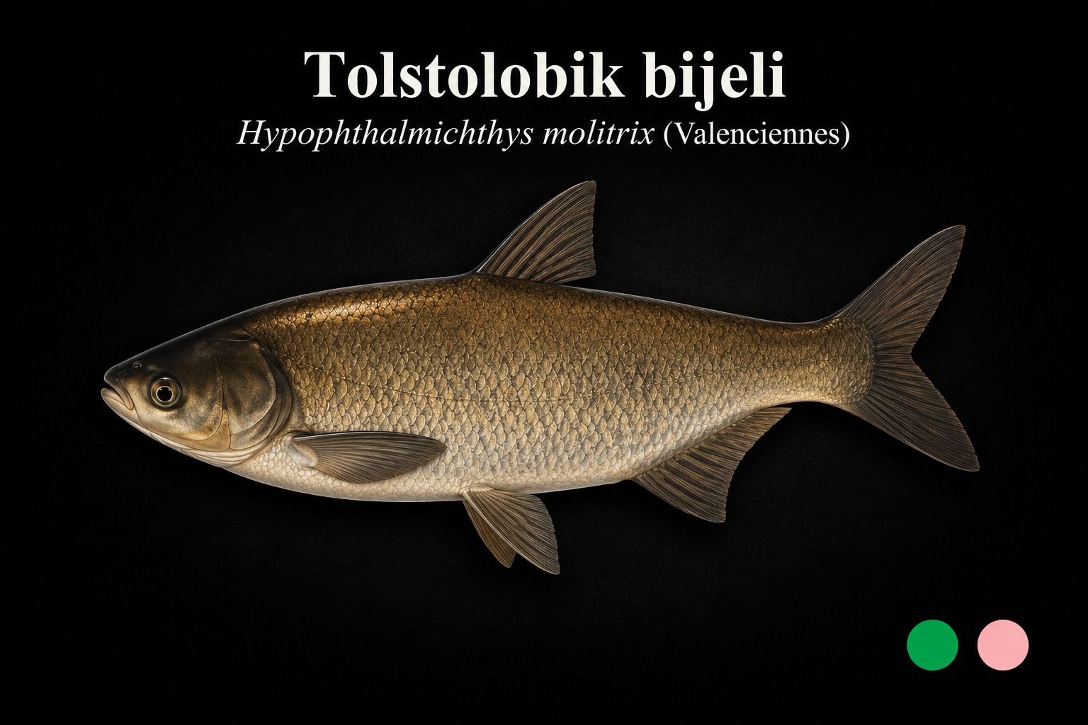 Tolstolobik bijeli