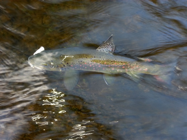 FISHING CLUB ZAGORJE NA ČABRANKI 16