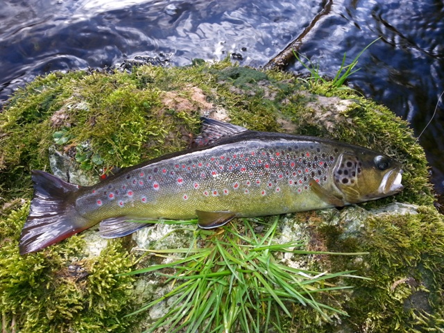 FISHING CLUB ZAGORJE NA ČABRANKI 18