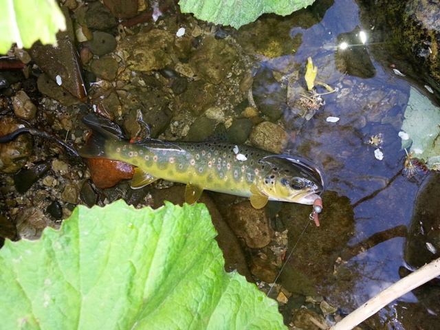 FISHING CLUB ZAGORJE NA ČABRANKI 19