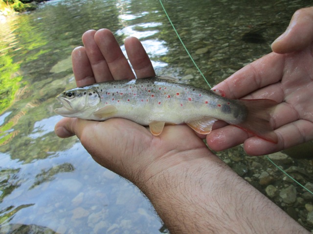 Hudinja fly rock fishing 35