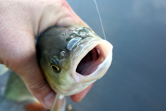 Krapina fly fishing 2