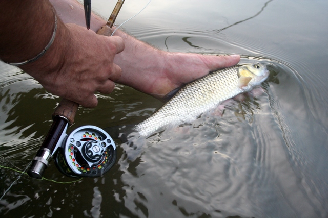 Krapina fly fishing Rib44