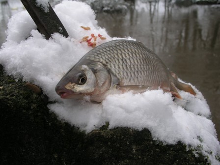Kupčina Kupcina1c
