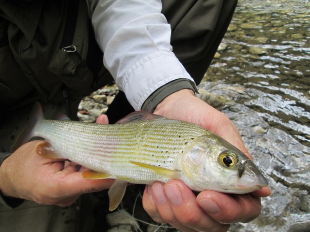 Nevljica - fly rock fishing u Sloveniji 23
