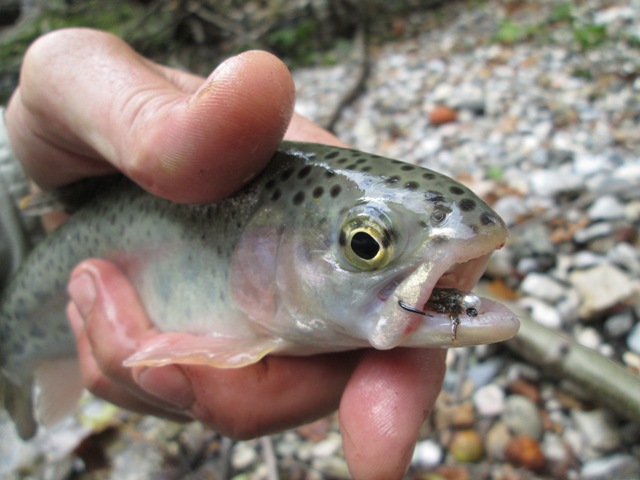 Nevljica - fly rock fishing u Sloveniji 24