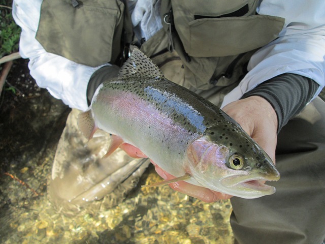 Nevljica - fly rock fishing u Sloveniji 34