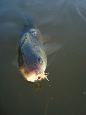 Kanal Odra fly fishing Odra2