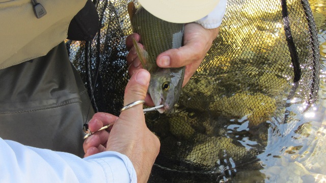 Savinja tak imam te rad 5